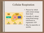 SCI_7726_files/Cellular Respiration