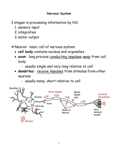 Nervous System