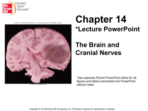 Chapter 14:The Brain and Cranial Nerves