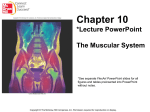 Chapter 10:The Muscular System