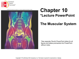 Chapter 10:The Muscular System