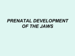 PRENATAL DEVELOPMENT OF THE JAWS