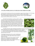 invasive woodland plant species of southern ontario