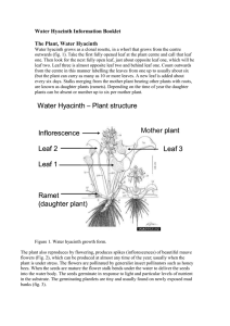 Water Hyacinth Information Booklet
