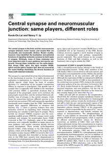 Central synapse and neuromuscular junction: same players