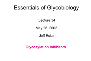 Essentials of Glycobiology Lecture 42 June 9, 1998 Jeff Esko