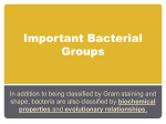Important Bacterial Groups