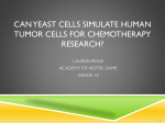 Can Yeast Cells Simulate HUMAN TUMOR CELLS FOR