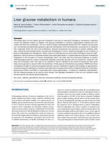 Liver glucose metabolism in humans
