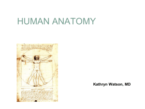 Introduction to Anatomy