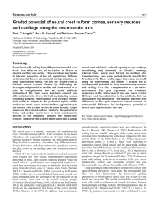 Graded potential of neural crest to form cornea, sensory neurons