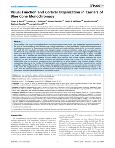 Visual Function and Cortical Organization in Carriers of Blue Cone