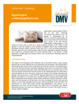 Hypertrophic cardiomyopathy in cats