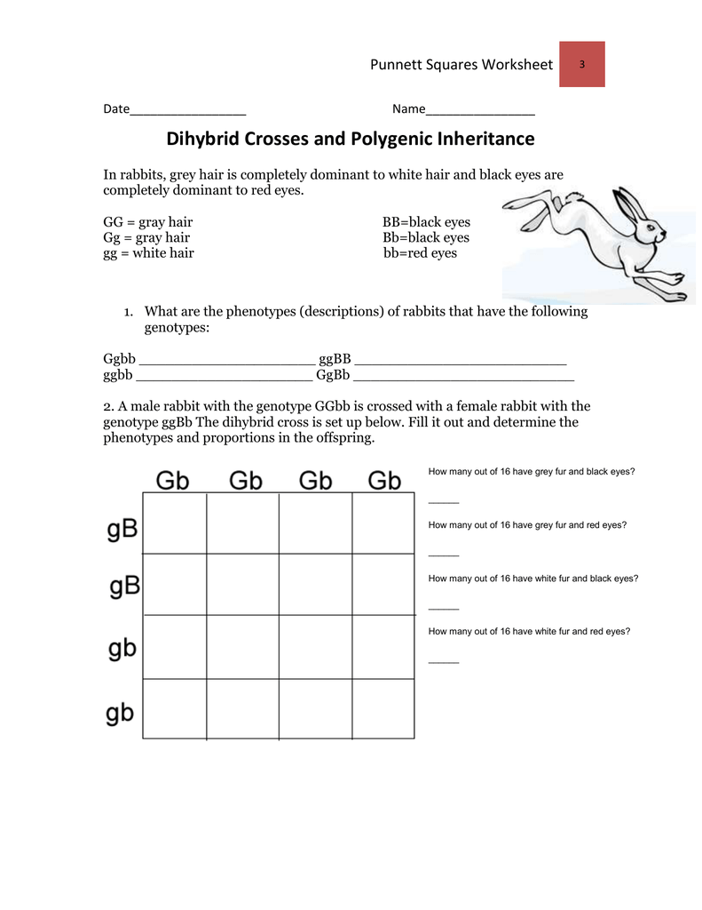 Worksheet: Polygenic Inheritance and Dihybrid Crosses Intended For Dihybrid Cross Worksheet Answers