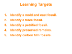 Types of Fossils Powerpoint