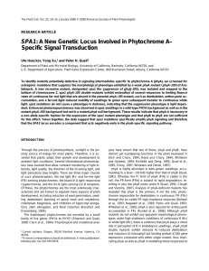 SPA1: A New Genetic Locus Involved in Phytochrome A