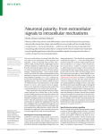 Neuronal polarity: from extracellular signals to