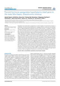 Thyroid hormone upregulates hypothalamic kiss2 gene in the male