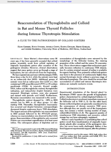 Reaccumulation of Thyroglobulin and Colloid in Rat and Mouse