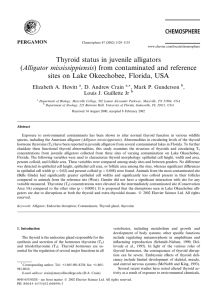 Thyroid status in juvenile alligators (Alligator