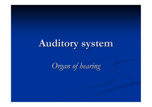 Auditory system