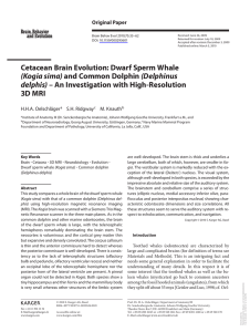 Cetacean Brain Evolution: Dwarf Sperm Whale (Kogia sima) and