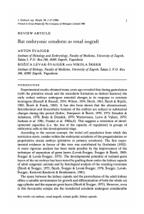 Rat embryonic ectoderm as renal isograft - Development