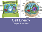 Cell Energy