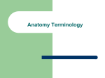 1. Anatomy Terms and Planes