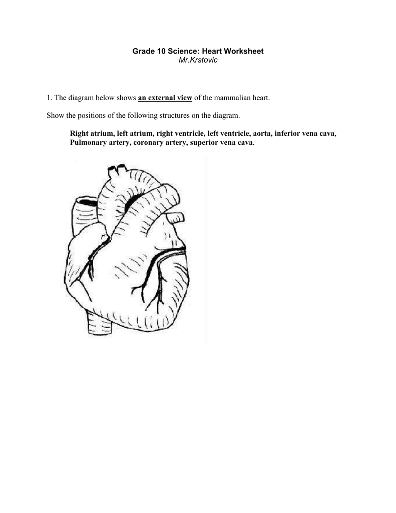 Heart Worksheet
