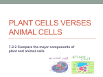 Plant Cells Verses Animal Cells
