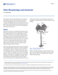 Palm Morphology and Anatomy - EDIS