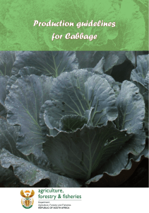 Production guidelines: Cabbage