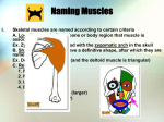 Naming Muscle ppt