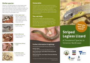the Striped Legless Lizard brochure