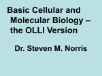 Basic Cellular and Molecular Biology – the OLLI Version Dr. Steven