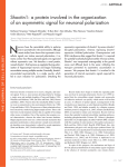 Shootin1 - The Journal of Cell Biology