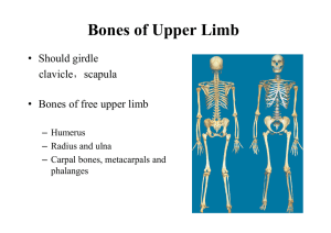 Bones of Upper Limb