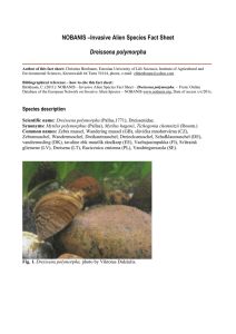Invasive Alien Species Fact Sheet – Dreissena polymorpha