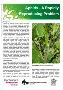 Aphids - A Rapidly Reproducing Problem