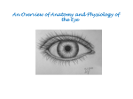 An Overview of Anatomy and Physiology of the Eye