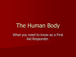 The Human Body