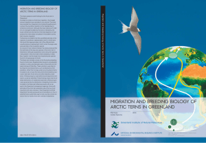 Migration and breeding biology of Arctic terns in Greenland. PhD