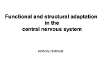 Functional and structural adaptation in the central nervous system