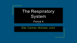 The Respiratory System - Mercer Island School District