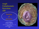 Endoplasmic reticulum - Protein synthesis