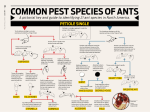common pest species of ants petiole single