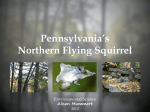 Pennsylvania`s Northern Flying Squirrel