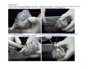 7-Sheep Brain