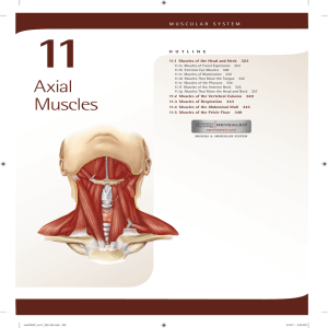 11. Axial Muscles